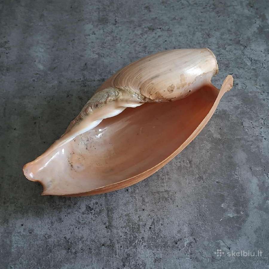 Didelė jūros kriauklė - 31 cm. - nuotraukos Nr. 7
