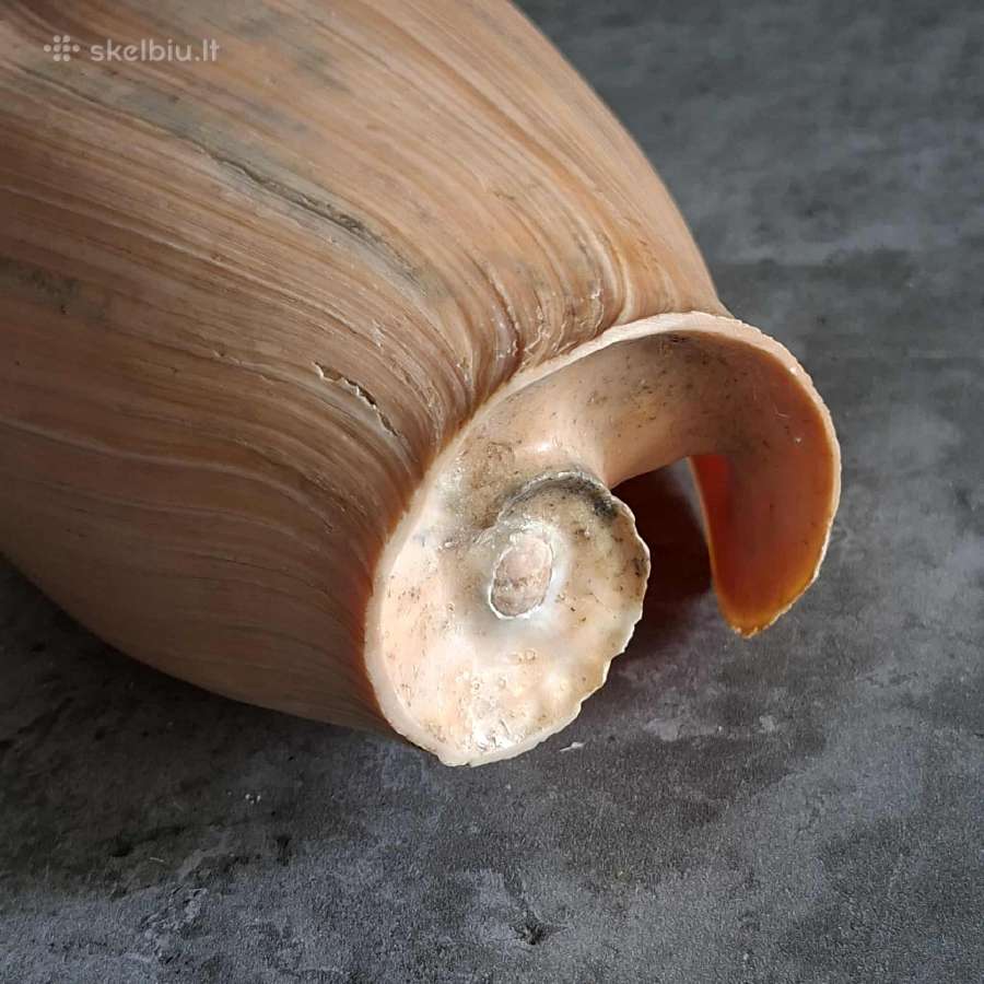 Didelė jūros kriauklė - 31 cm. - nuotraukos Nr. 3