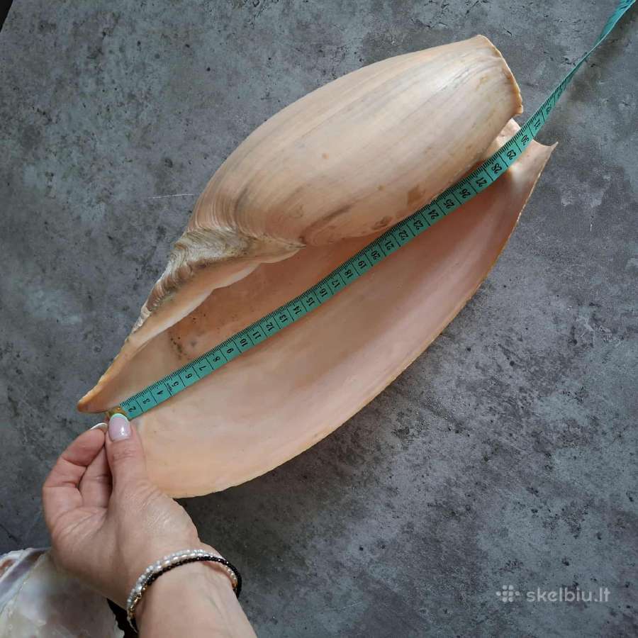 Didelė jūros kriauklė - 31 cm.