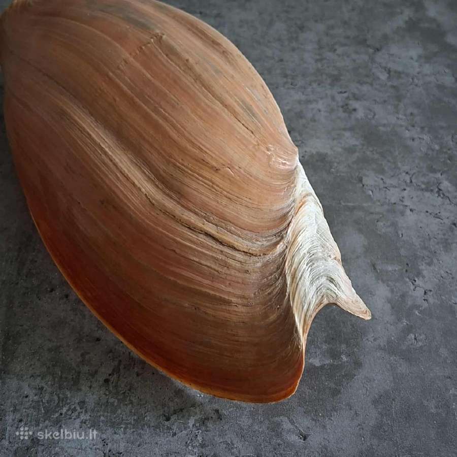 Didelė jūros kriauklė - 31 cm. - nuotraukos Nr. 8