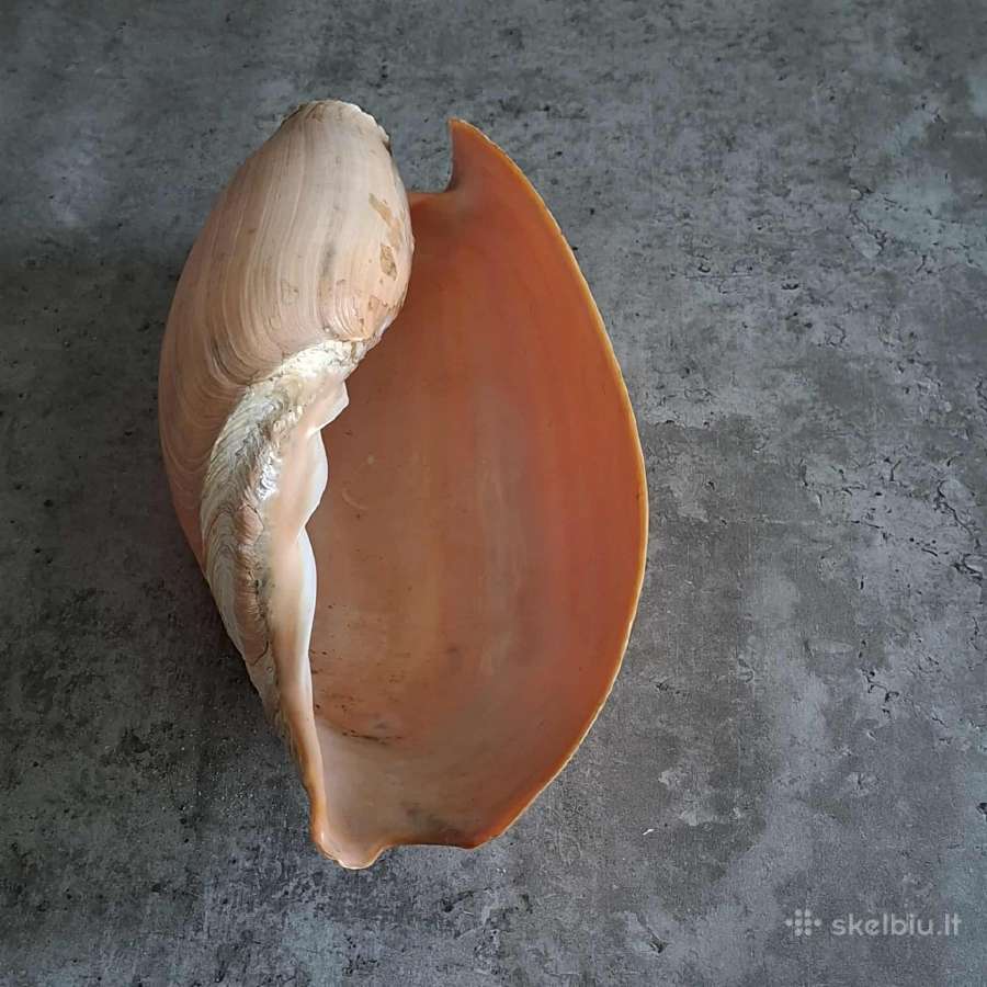 Didelė jūros kriauklė - 31 cm. - nuotraukos Nr. 2