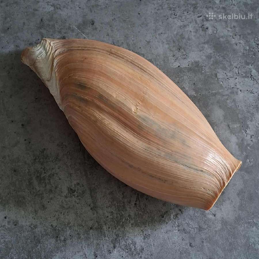 Didelė jūros kriauklė - 31 cm. - nuotraukos Nr. 9