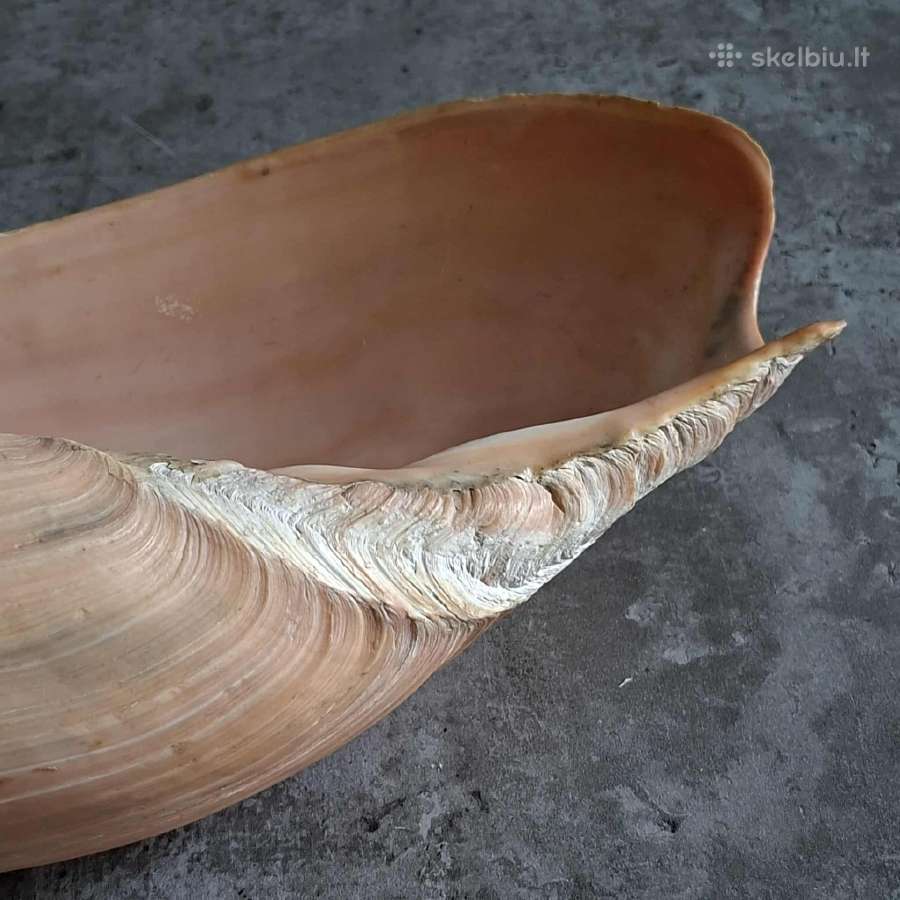 Didelė jūros kriauklė - 31 cm. - nuotraukos Nr. 10