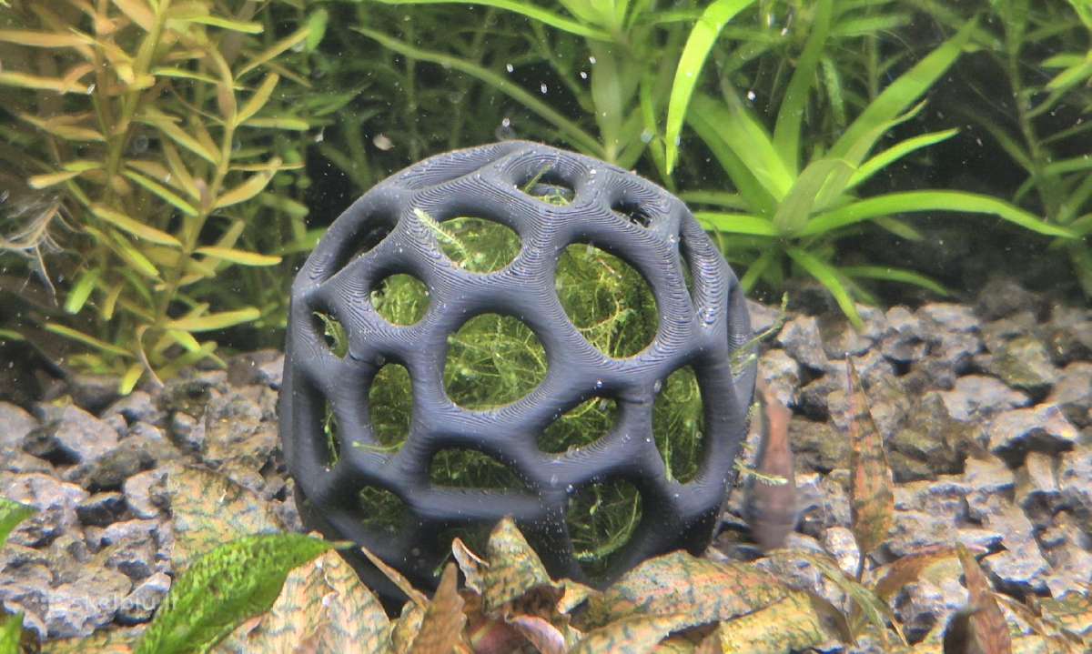 Akvariumo augalai - nuotraukos Nr. 29