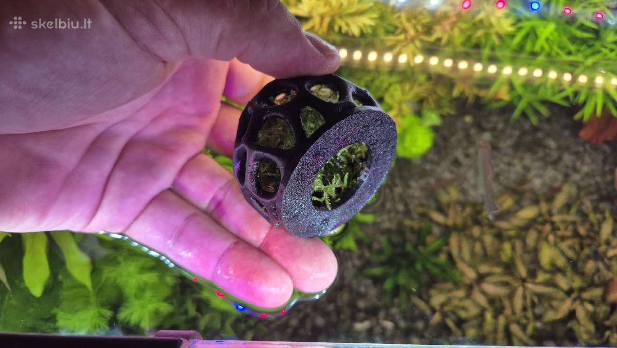 Akvariumo augalai - nuotraukos Nr. 30