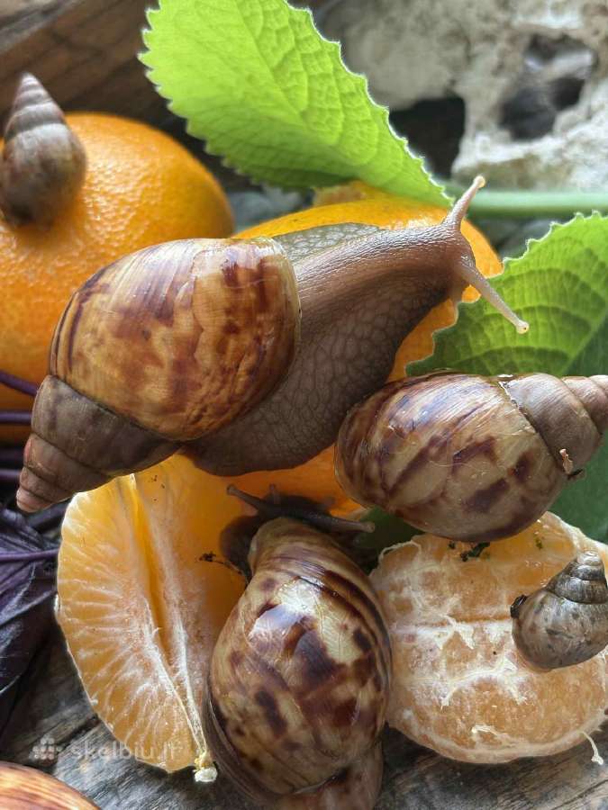 Afrikinės sraigės parduodu jauniklius - nuotraukos Nr. 2