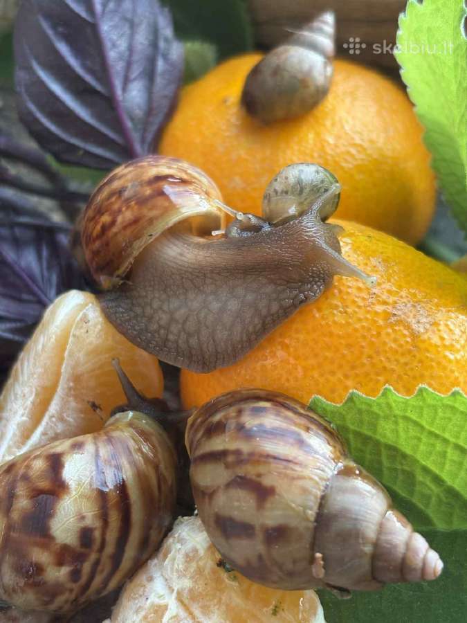 Afrikinės sraigės parduodu jauniklius - nuotraukos Nr. 3
