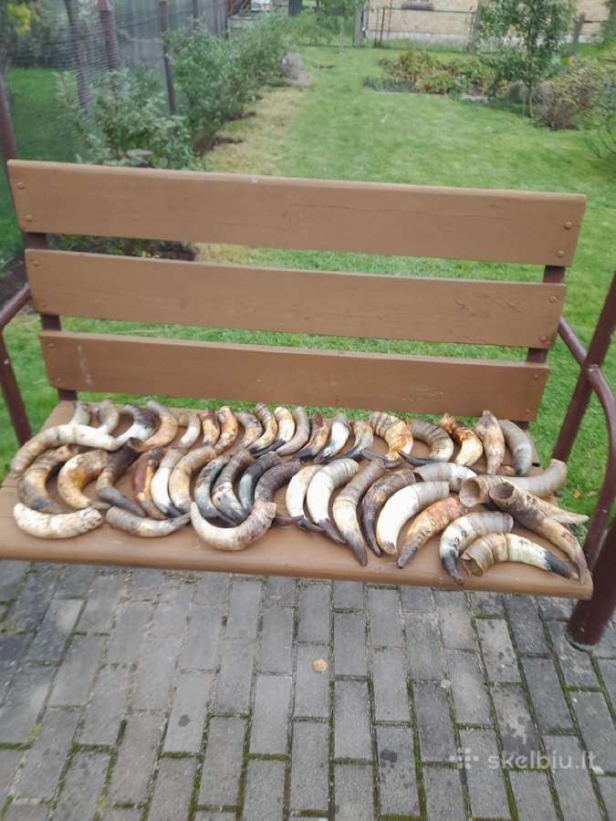 Seni galvijų ragai