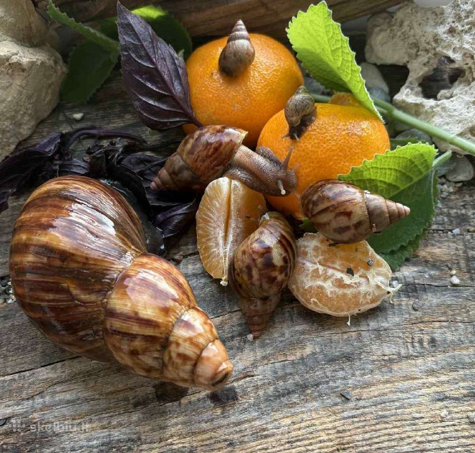 Afrikinės sraigės parduodu jauniklius - nuotraukos Nr. 4