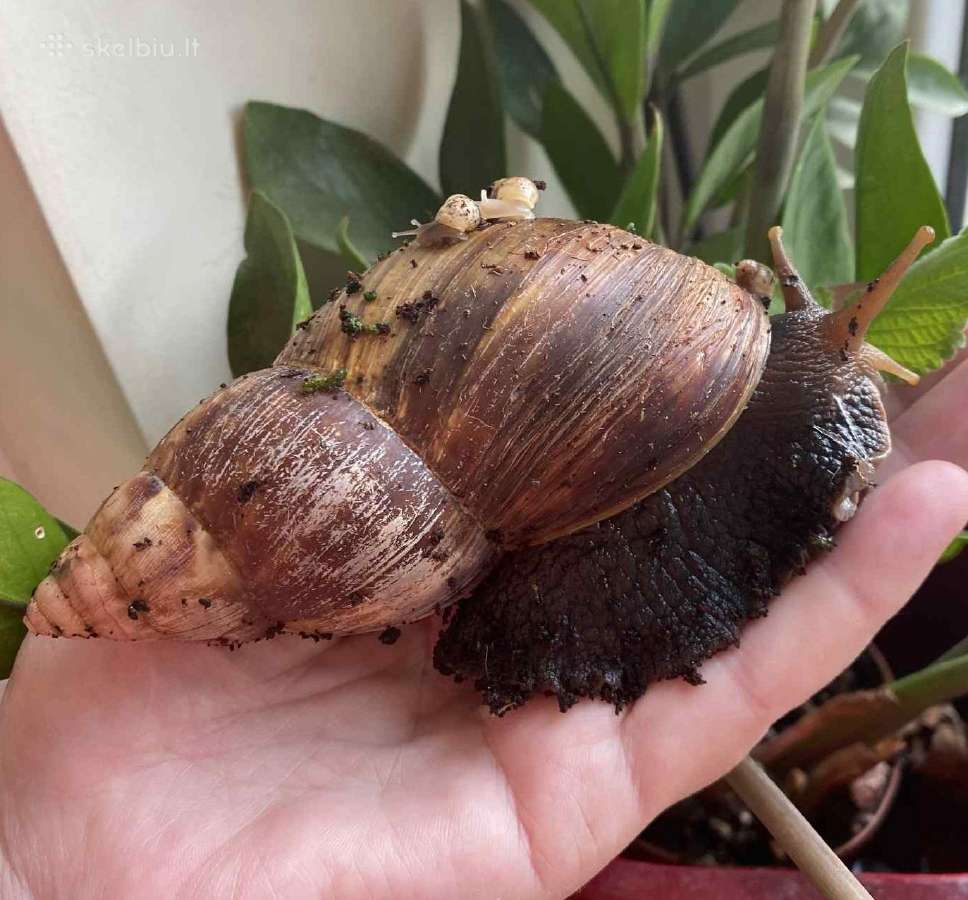 Afrikinės sraigės parduodu jauniklius - nuotraukos Nr. 5
