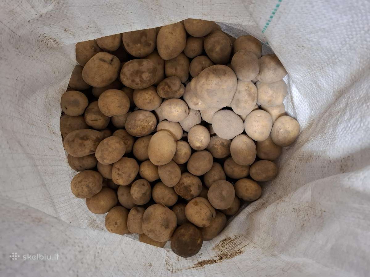 Bulves vidutinio dydžio ir nekondicines - nuotraukos Nr. 2