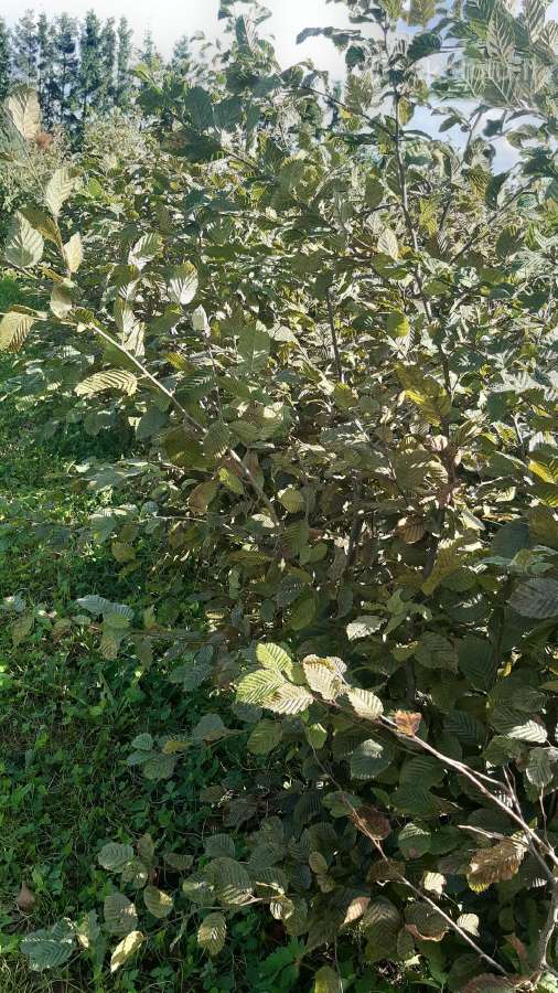Parduodami nebrangiai skroblai iš grunto 1.8 m - nuotraukos Nr. 2