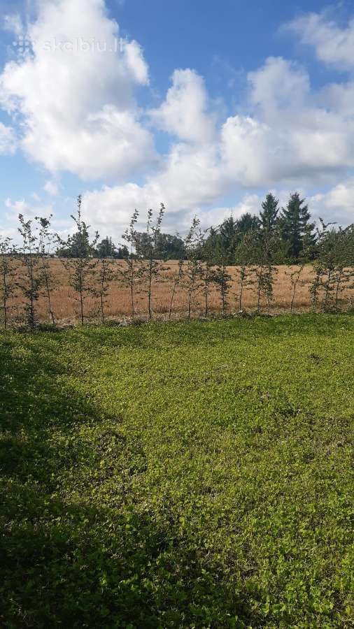 Parduodami nebrangiai skroblai iš grunto 1.8 m - nuotraukos Nr. 3