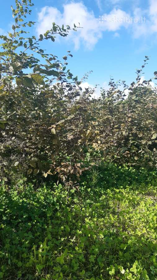 Parduodami nebrangiai skroblai iš grunto 1.8 m - nuotraukos Nr. 4