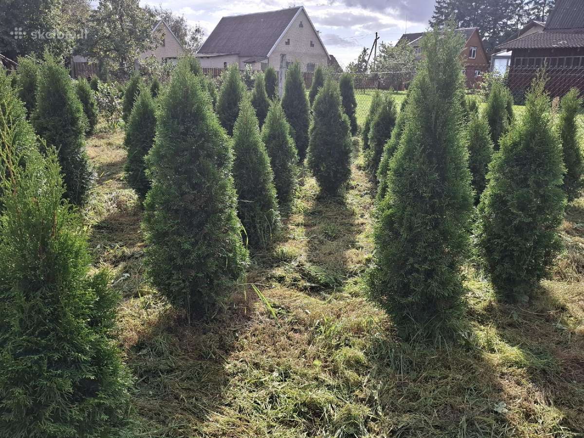Parduodamos tujos koloninės- Smaragd