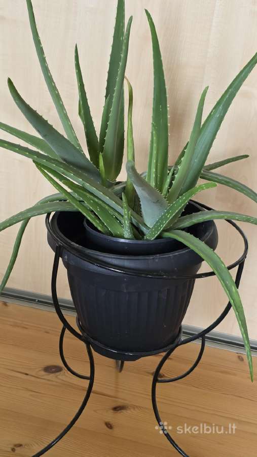 Parduodamas alavijas Ale Vera