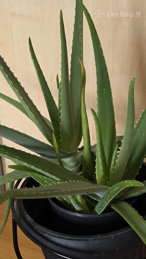 Parduodamas alavijas Ale Vera - nuotraukos Nr. 2