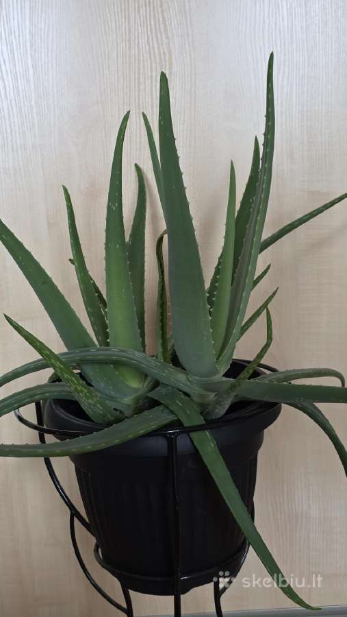 Parduodamas alavijas Ale Vera - nuotraukos Nr. 3