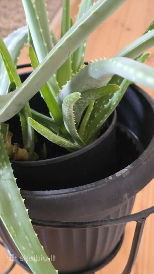 Parduodamas alavijas Ale Vera - nuotraukos Nr. 4
