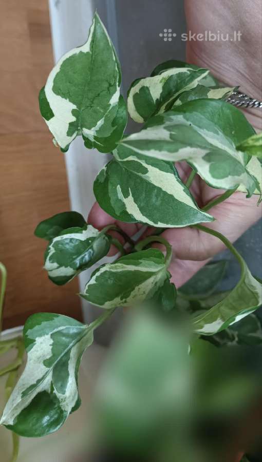 Filodendronai, epipremnum - nuotraukos Nr. 6