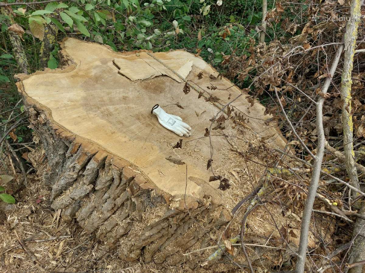 Mediena