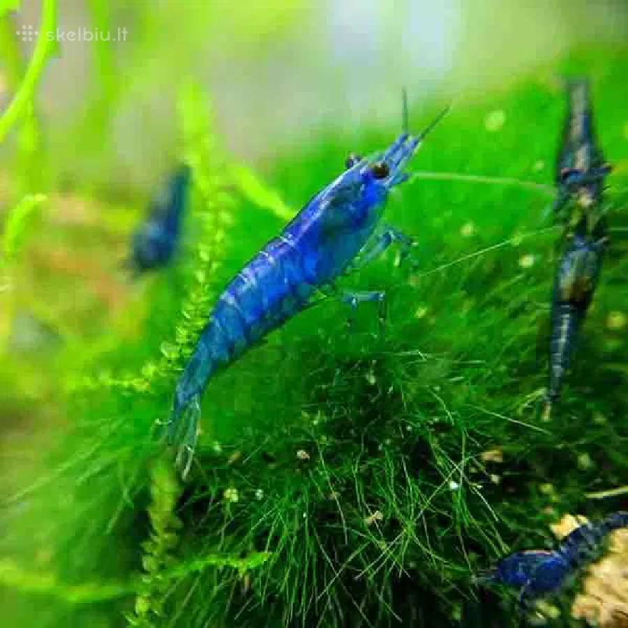 Įvairios akvariuminės neocaridina krevetės
