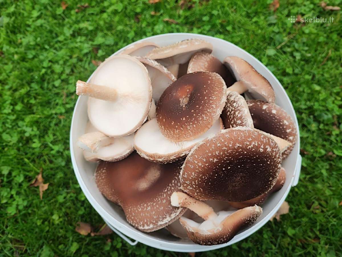 Šitake / Shiitake / Šiitake grybai