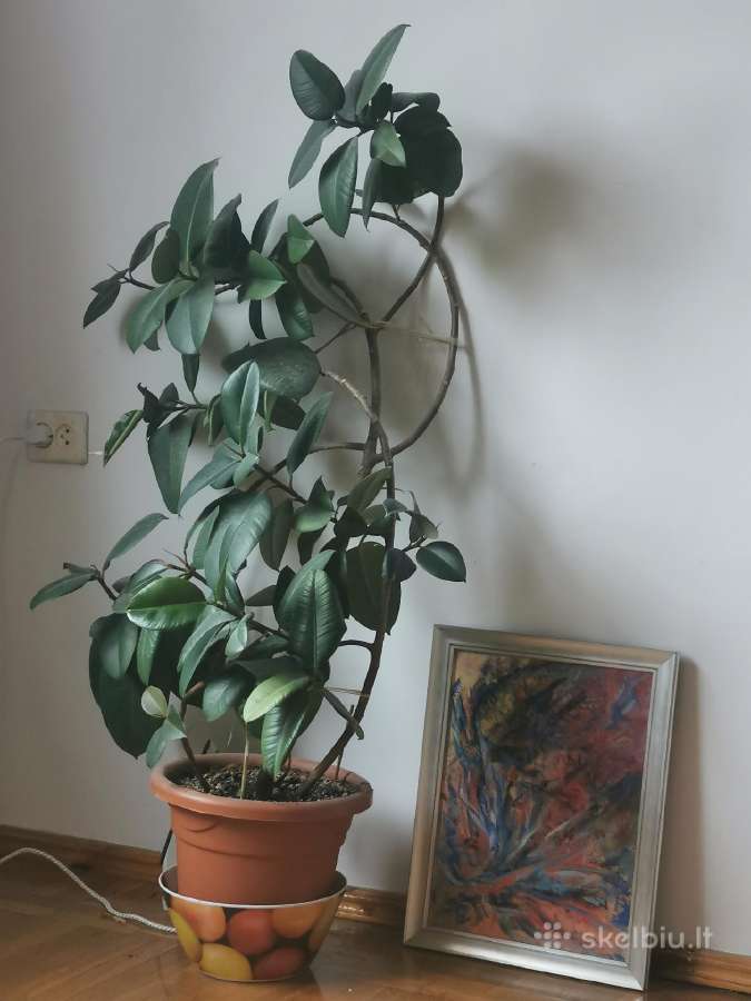Fikusas