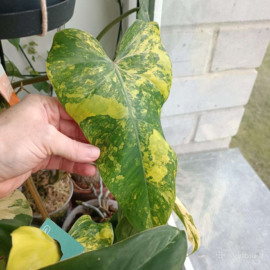 Philodendron Domesticum var.
