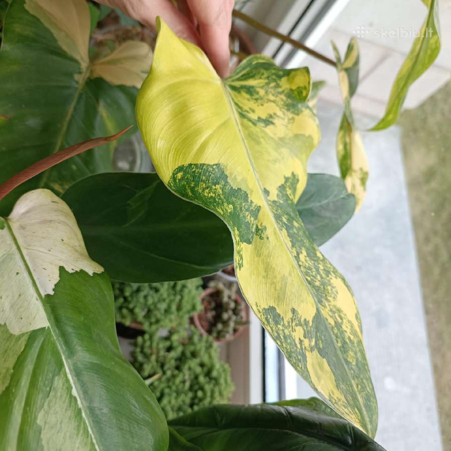 Philodendron Domesticum var. - nuotraukos Nr. 2
