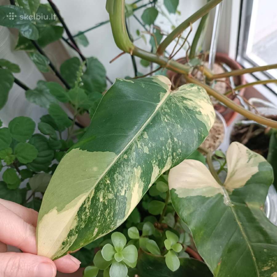 Philodendron Domesticum var. - nuotraukos Nr. 3