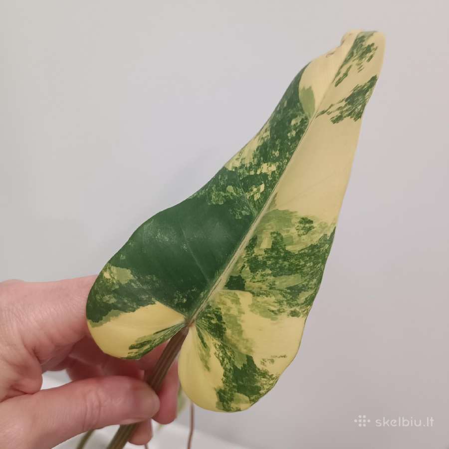 Philodendron Domesticum var. - nuotraukos Nr. 4