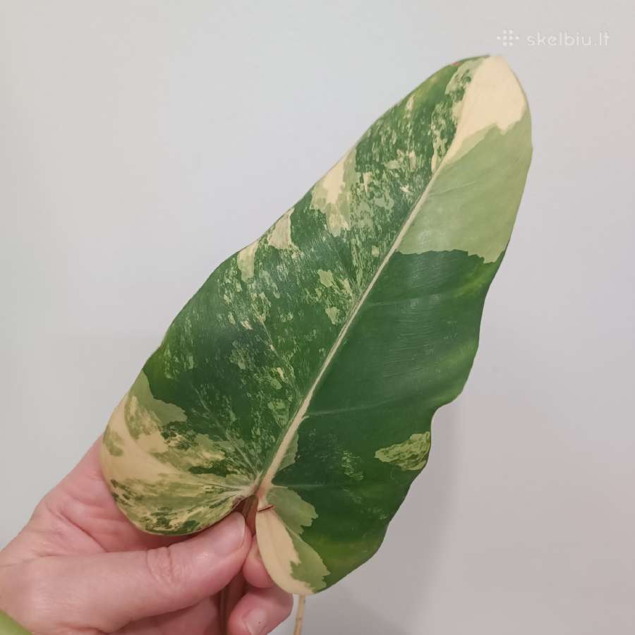 Philodendron Domesticum var. - nuotraukos Nr. 5