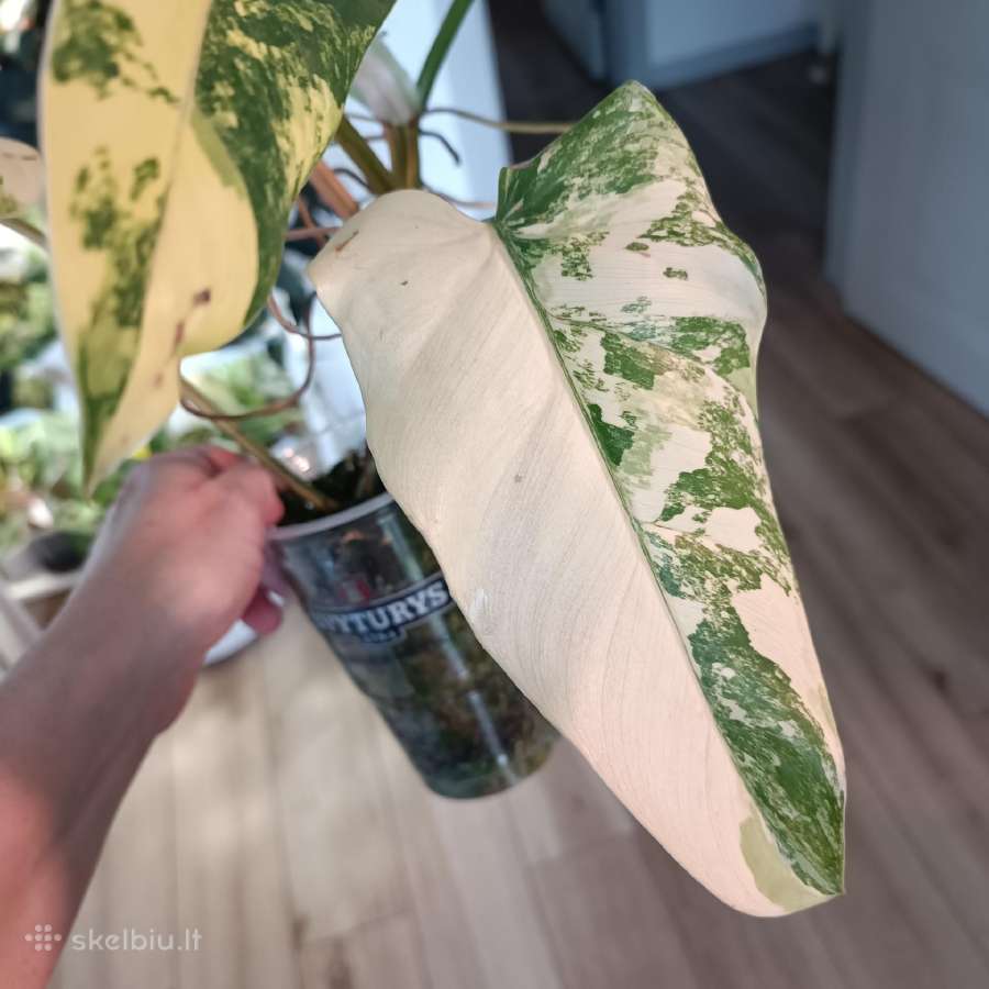 Philodendron Domesticum var. - nuotraukos Nr. 6