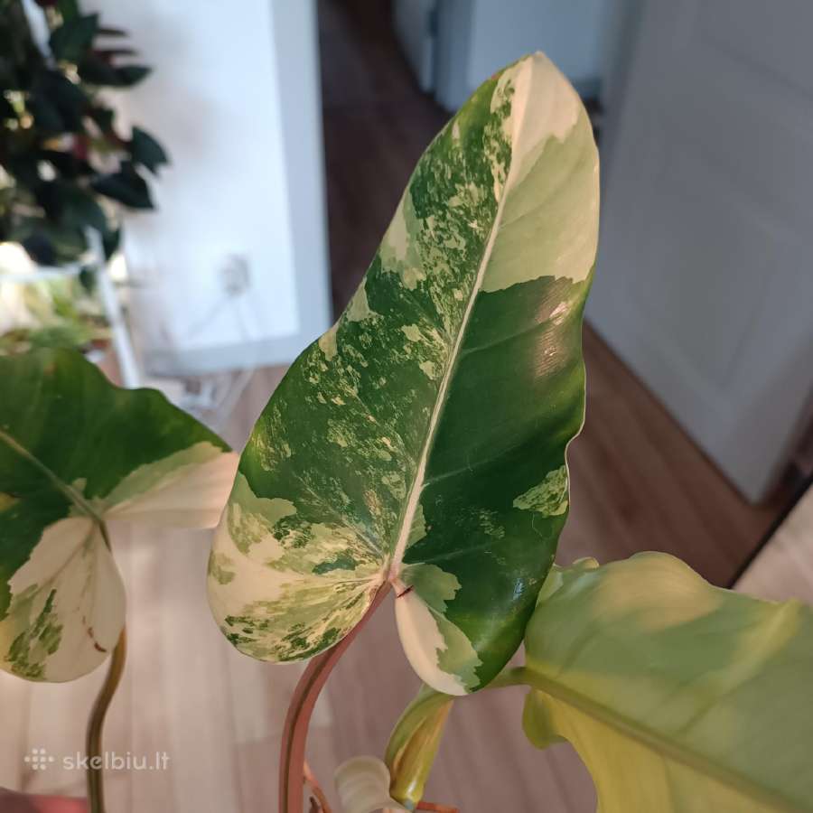 Philodendron Domesticum var. - nuotraukos Nr. 7