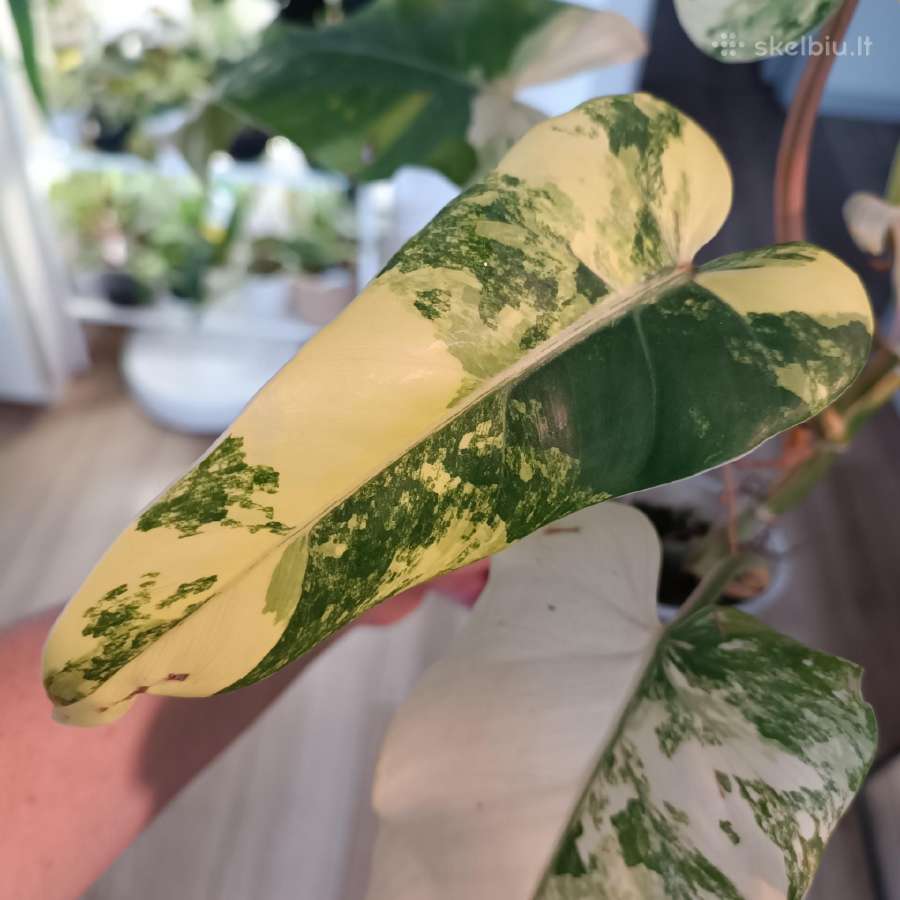 Philodendron Domesticum var. - nuotraukos Nr. 8