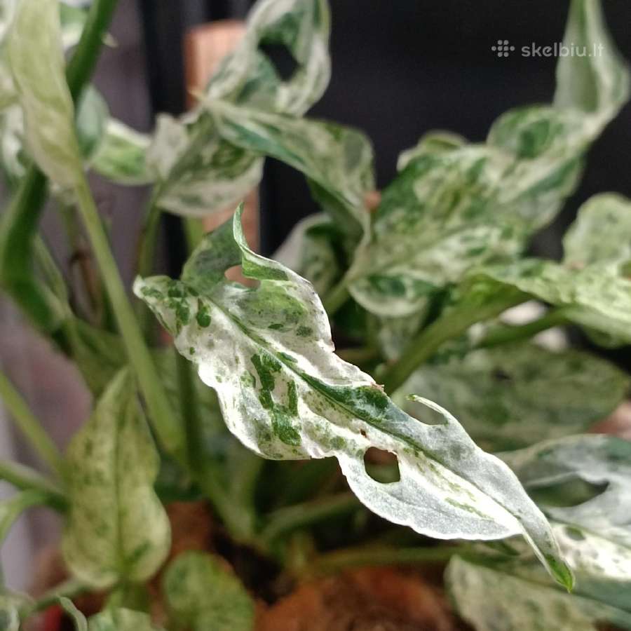 Monstera Frozen Freckles - nuotraukos Nr. 3
