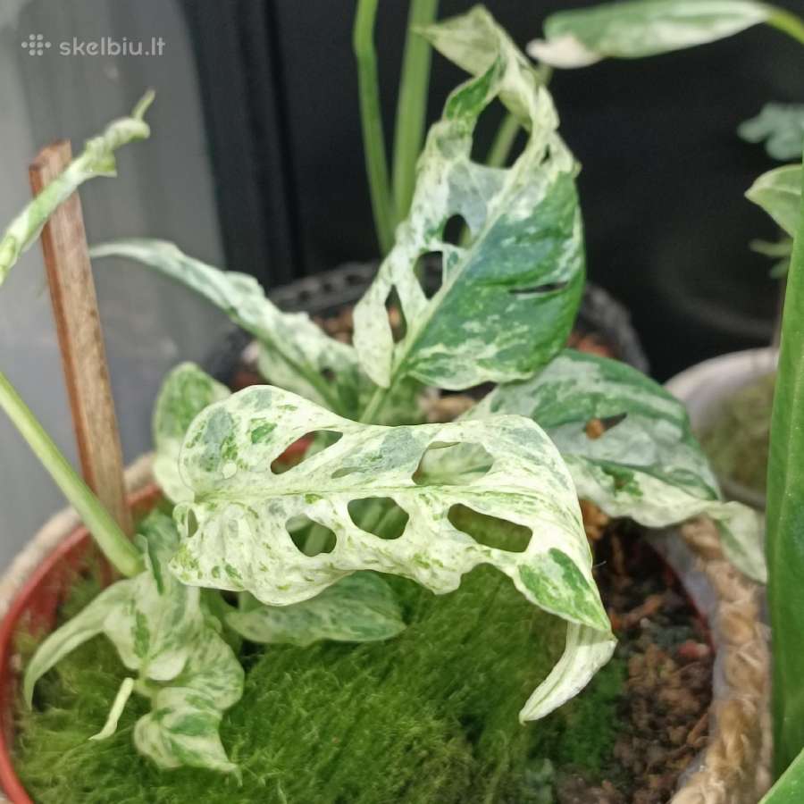 Monstera Frozen Freckles - nuotraukos Nr. 2