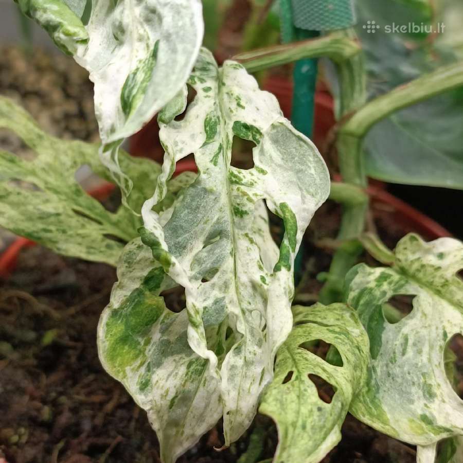 Monstera Frozen Freckles