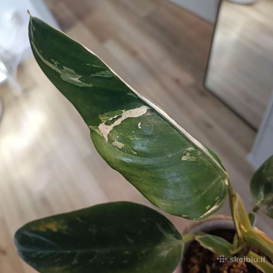 Philodendron Whipple Way - nuotraukos Nr. 3