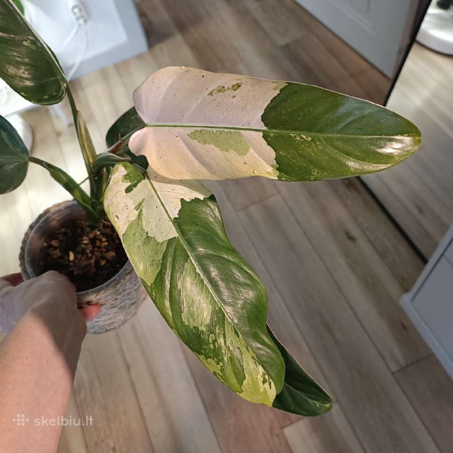 Philodendron Whipple Way - nuotraukos Nr. 4