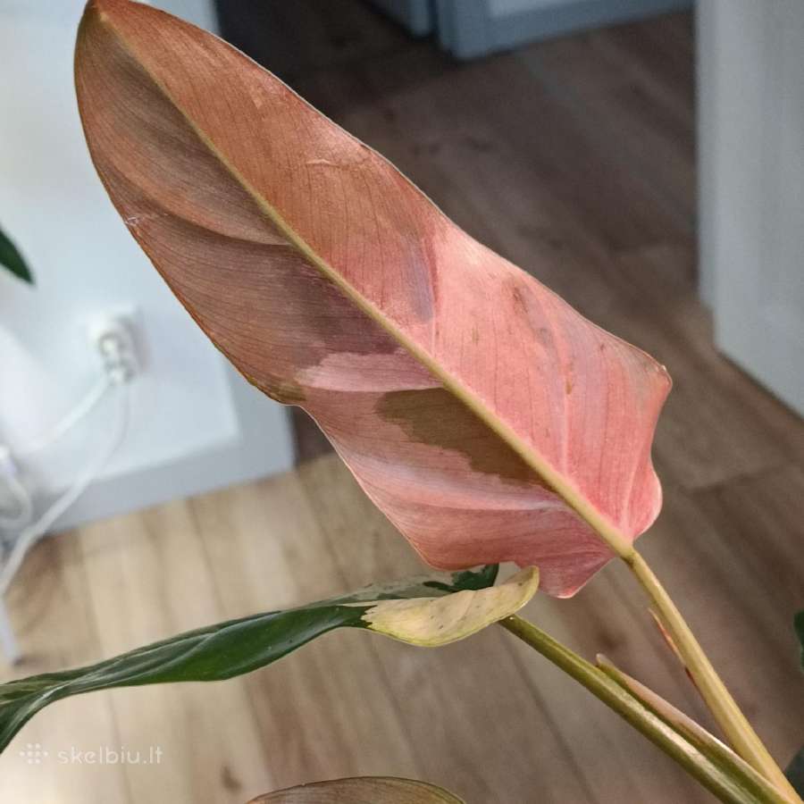 Philodendron Whipple Way - nuotraukos Nr. 2