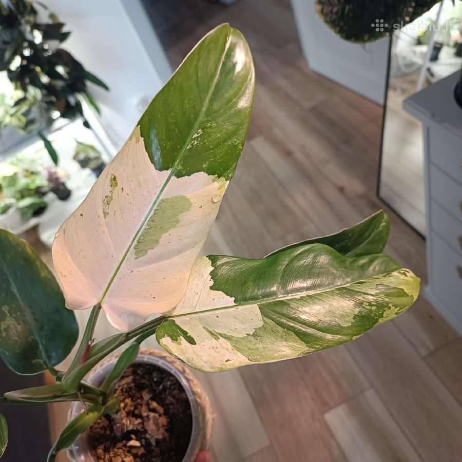 Philodendron Whipple Way