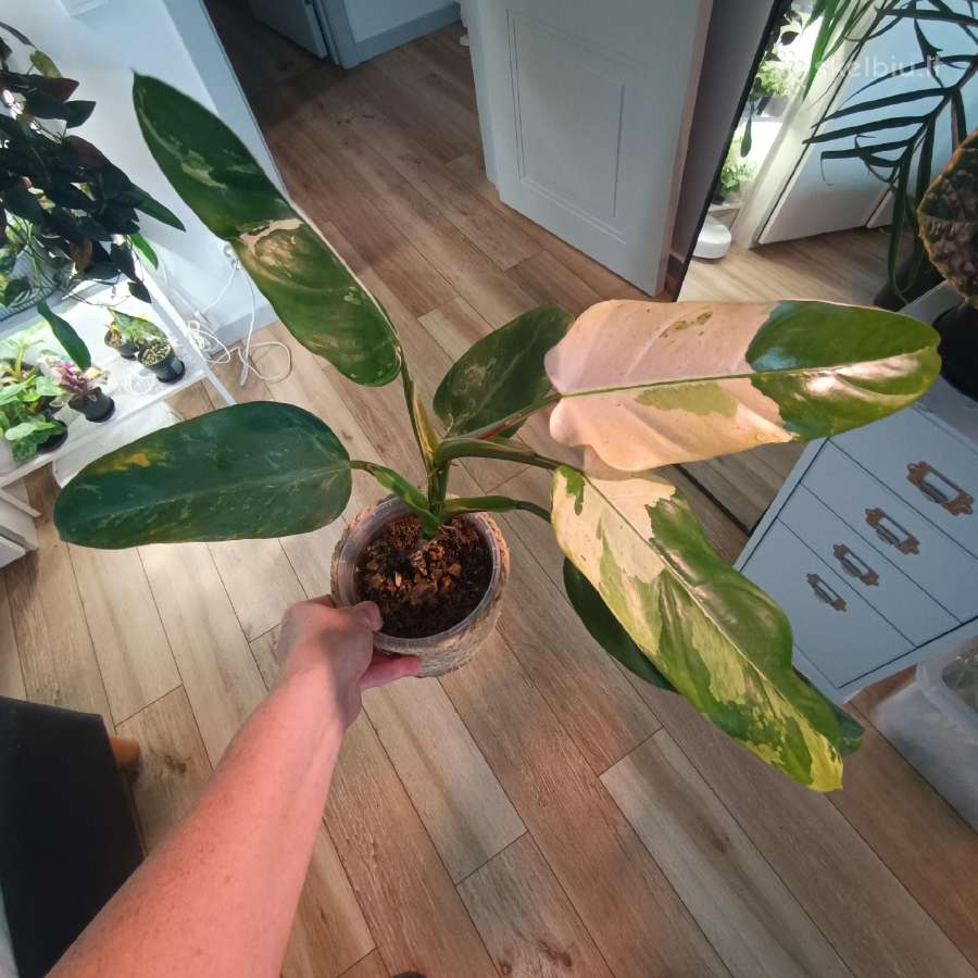 Philodendron Whipple Way - nuotraukos Nr. 5