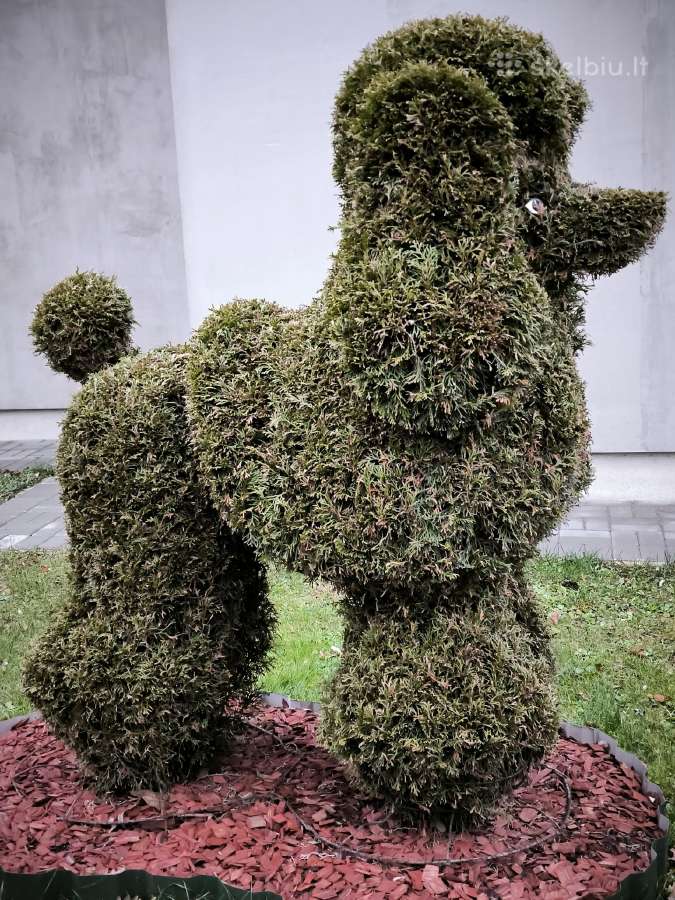 Augalų Skulptūros (Topiary), rėmai - nuotraukos Nr. 2