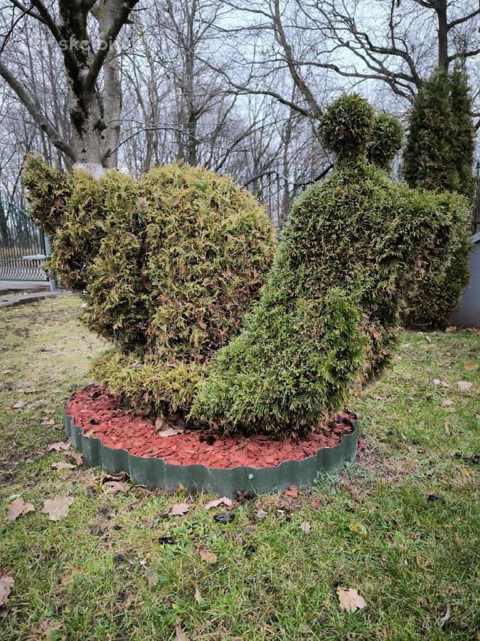 Augalų Skulptūros (Topiary), rėmai - nuotraukos Nr. 11