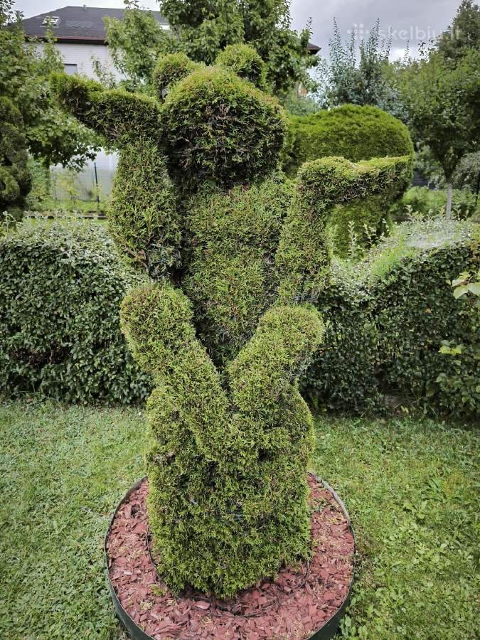 Augalų Skulptūros (Topiary), rėmai - nuotraukos Nr. 4