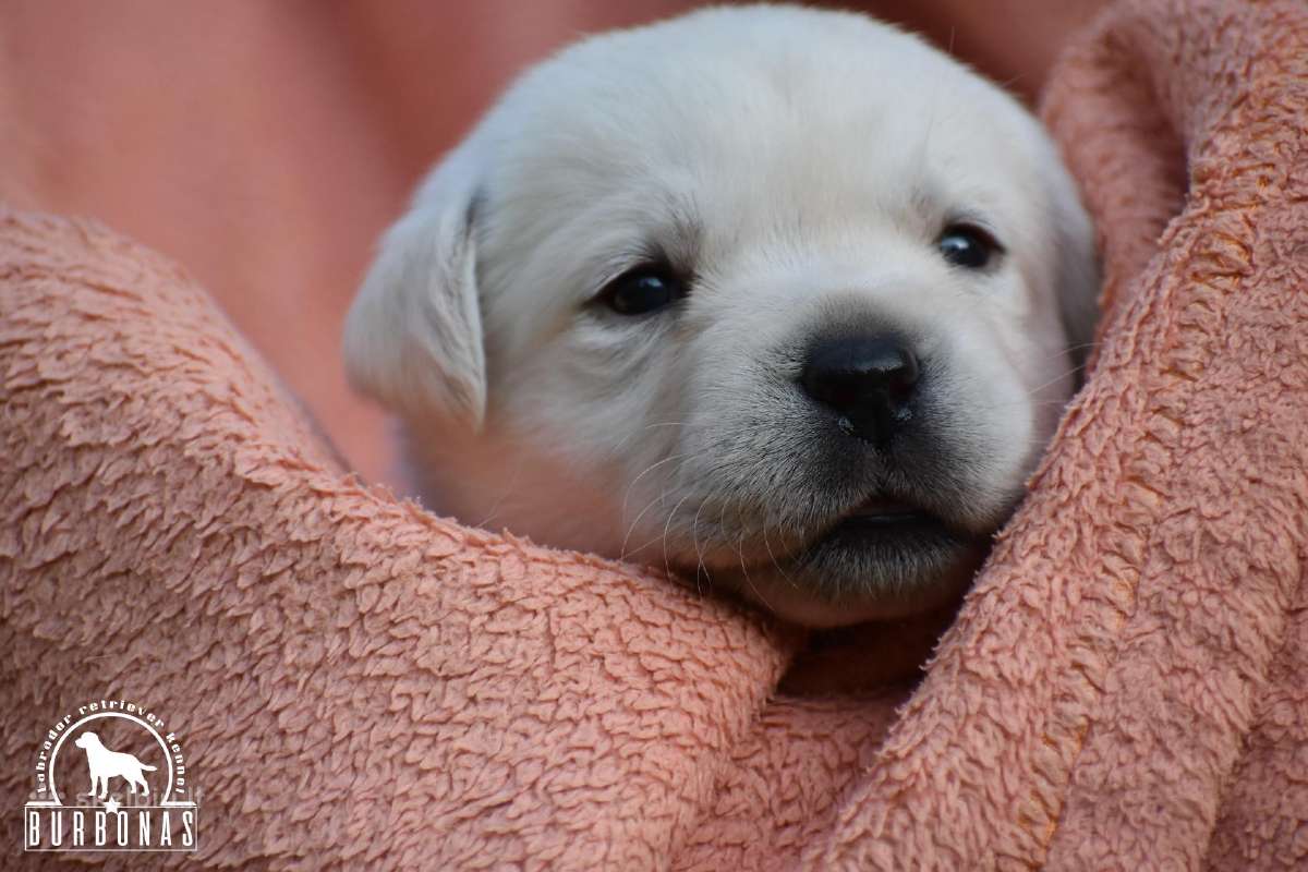 Labradorų veislynas "Burbonas"! Spali bus vada! - nuotraukos Nr. 7