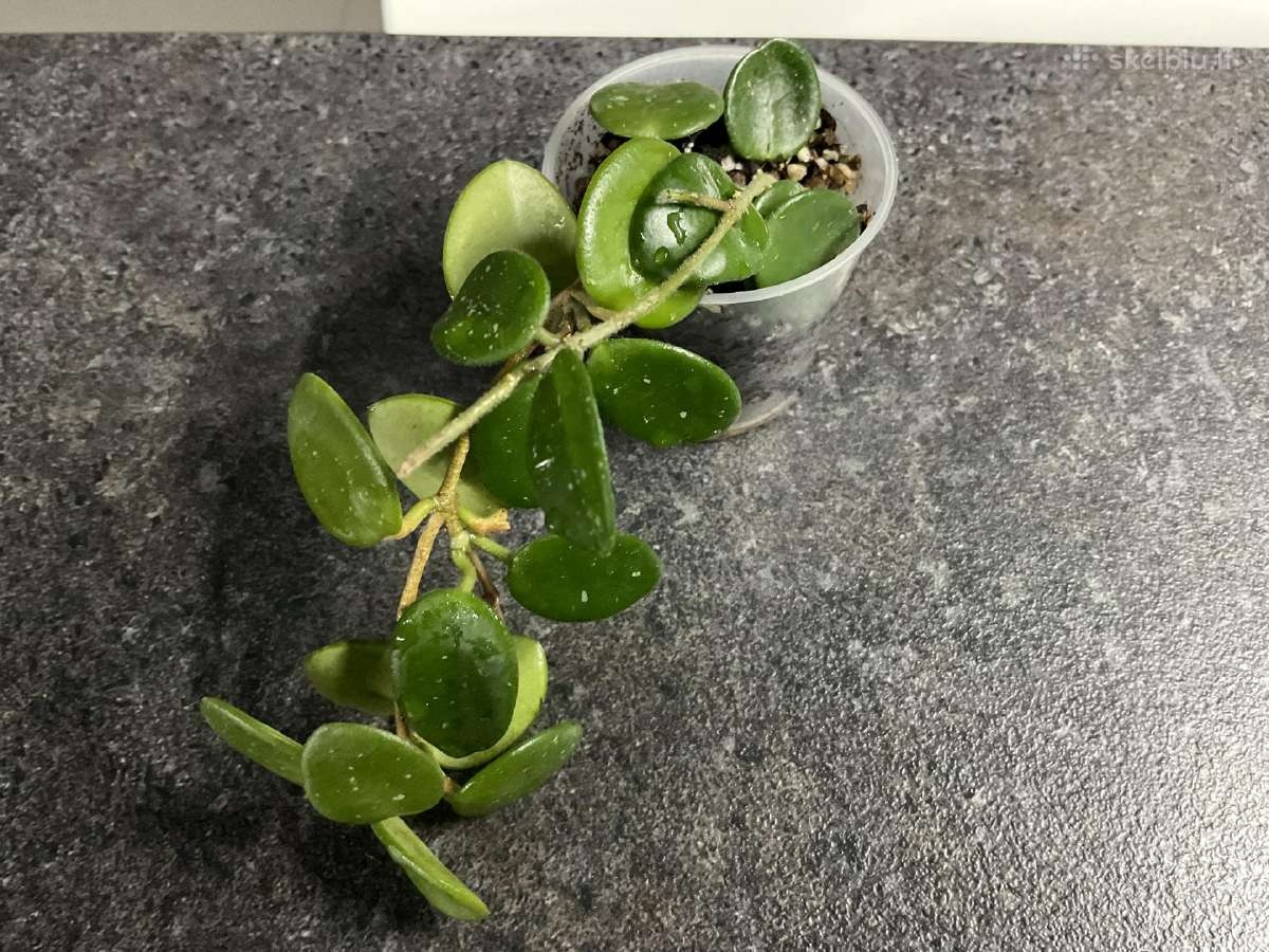 Hoya Mathilde