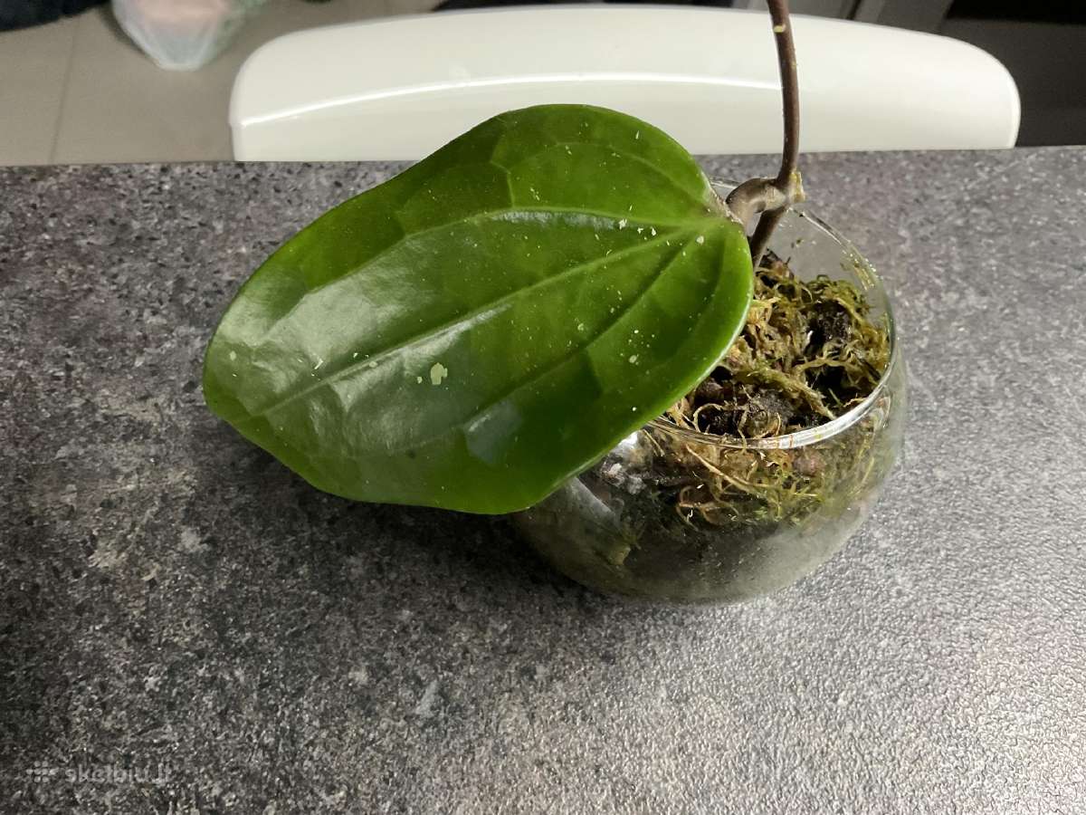 Hoya Latifolia